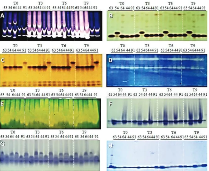 Figure 4. Electrophoretic profiles stained on polyacrylamide gel 7.5% (separating gel) and 4.5% (stacking gel) for isozymes: 