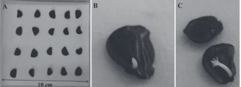 Figure 1.  Zephyrantes sylvatica seeds sowed in paper towel  in gerbox (A), radicle protrusion (B), seedling  development (C)