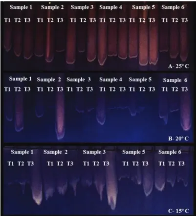 Figure 2.  Electrophoretic patterns of the esterase enzyme in  rice seedlings of six untreated samples (T1), samples  treated with thiamethoxam (T2) or with Pseudomonas  synxantha (T3), at five days (25 and 20 °C) and 14  days (15 °C)