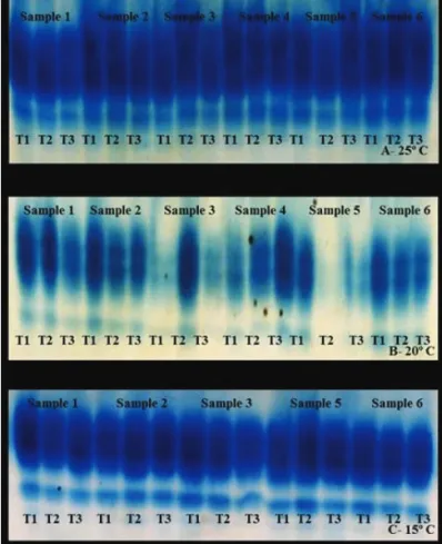 Figure 3.  Electrophoretic patterns of the peroxidase enzyme in  rice seedlings of six untreated samples (T1), samples  treated with thiamethoxam (T2) and Pseudomonas  synxantha (T3) at five days (25 and 20 ºC) and 14  days (15 ºC)