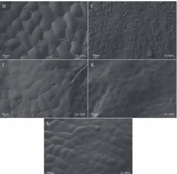 Figure  6. Image obtained using a scanning electron  microscope in Carica papaya L seeds in paradermic  sections