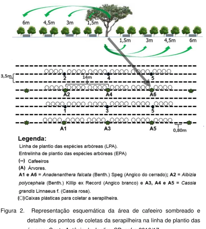 Figura  2.    Representação  esquemática  da  área  de  cafeeiro  sombreado  e  detalhe dos pontos de coletas da serapilheira na linha de plantio das  árvores