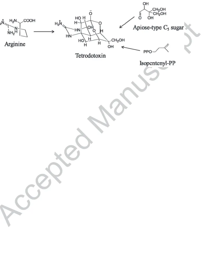 Figure 3. Proposed biosynthesis of TTX from arginine (53, 55) .