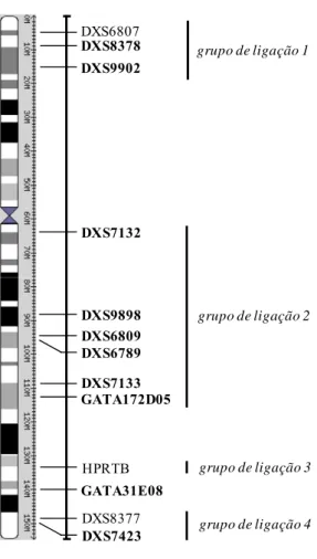 Figura 2. Localização dos 10 STRs do cromossoma X estudados neste trabalho (a negrito) e respectivos  grupos de ligação com indicação dos STRs flanqueantes, de acordo com Szibor et al