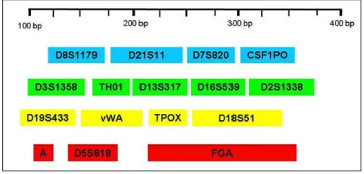 Figura 4. Diagrama esquemático do multiplex usado para amplificar 15 STRs autossómicos, onde se  apresentam as cores atribuídas a cada microsatélite e a gama de variação do tamanho esperado, em pares de  bases (bp), para os alelos de cada STR