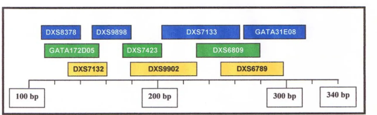 Figura 5. Representação esquemática do multiplex usado para genotipar os 10 X-STRs, com referência aos  intervalos de tamanho esperados para os alelos de cada STR, em pares de bases (bp), e a marcação  fluorescente usada em cada microsatélite (6-FAM, azul;