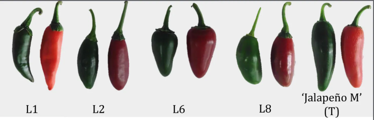 Figure 1. Shape and color of C. annuum fruits evaluated in second DUS test: T= Commercial genotype used as control (‘Jalapeño M’, oval  fruit); Lines candidate for protection: L1 (narrow angular fruit); L2 and L8 (elliptical fruit); L6 (triangular fruit) {