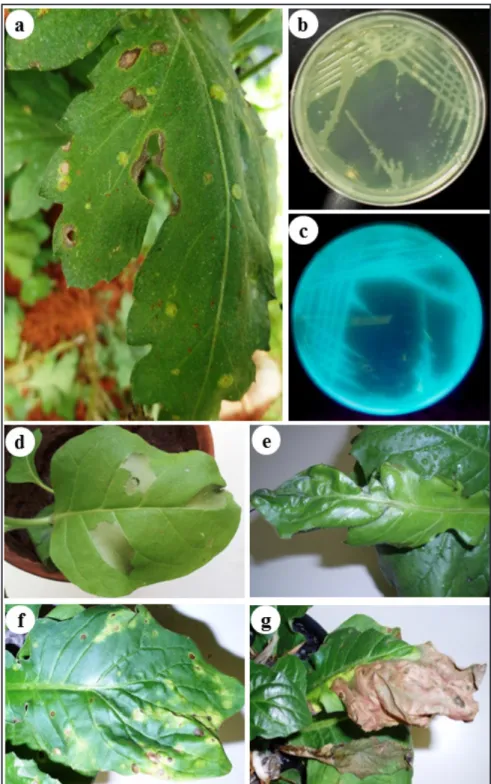 Figure 1. Pathogenicity tests of gerbera bacterial isolates. A) Gerbera plant with necrotic  lesions on leaf, observed in the field; b) Whitish colonies producing green pigment; in 523  culture medium; c) Observation of fluorescent pigments in King B mediu