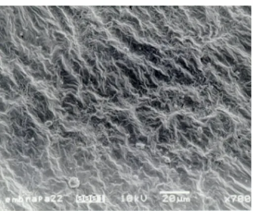 FIGURE 1. Micrograph of the film from a semi-hard gluten (EMBRAPA 22)