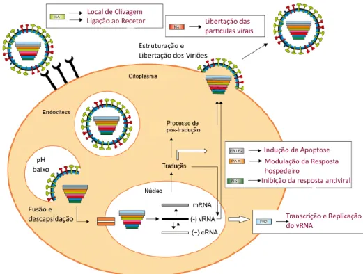 Figura 5- Ciclo replicativo dos vírus Influenza A. Fonte: Adaptado de Schrauwen, et al., 2014 