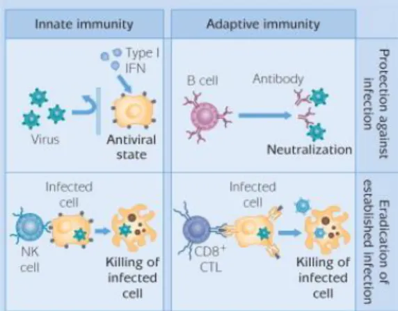 Figura 8- Resposta celular à infeção por vírus Influenza A. Fonte: Wilschut et al, 2006