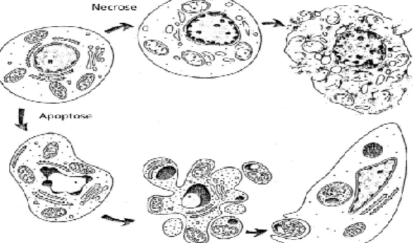 Figura 9- Diferenças morfológicas entre Necrose e Apoptose. Adaptado de: Kerr et al, 1962 