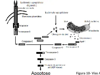 Figura 10- Vias Apoptóticas. Fonte: Solá, S. (2001)  