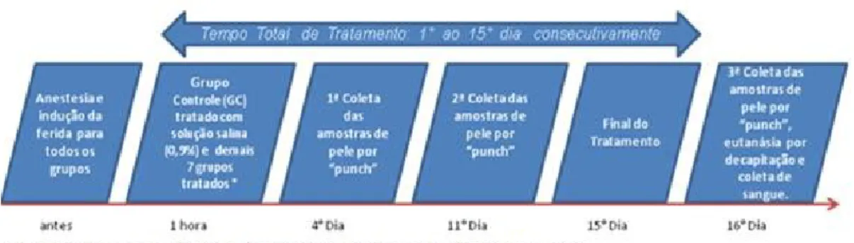 Figura 7: Ilustração da linha do tempo envolvendo os procedimentos cirúrgicos, tratamentos  e coleta de material para análise