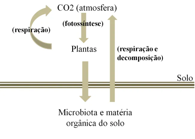 Figura 2 Esquema simplificado do ciclo do carbono no sistema solo  –  microbiota  –  planta