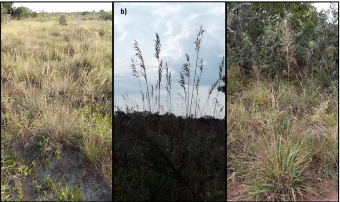 Figura 10- Vista de algumas plantas de gramíneas nativas: a)  Loudetiopsis chrysothrix (LC); b)  Tristachya  leiostachya  (TL);  c)  Panicum  sp  (PS),  na  Estação  Ecológica  de  Itirapina,  município de Itirapina, SP