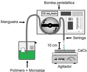 Figura 6. Gotejamento do polímero em solução reticulante para imobilização das microalgas 