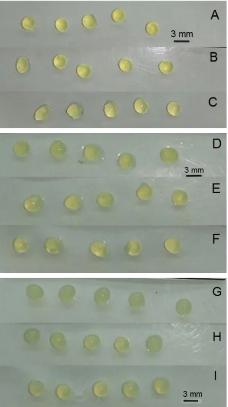 Figura 8. Fotografia das microalgas imobilizadas com diferentes concentrações de alginato: 