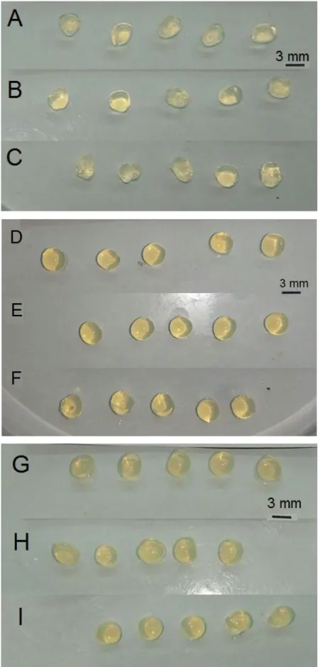 Figura 12. Fotografia das esferas produzidas com diferentes concentrações de pectina: 5% 