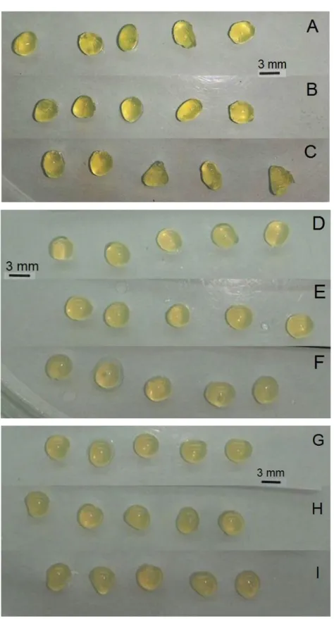 Figura 13. Fotografia das microalgas imobilizadas com diferentes concentrações de pectina: 