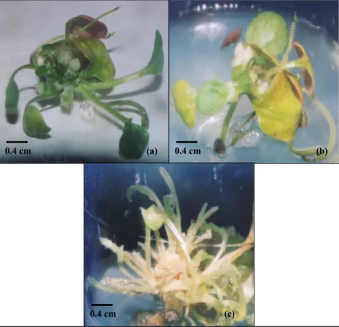 Figure 1.  a) Regeneration of shoots from irradiated petiole explants of  Gerbera jamesonii at  30 Gy; b) at 40 Gy and (c) at 60 Gy (a) regeneração de brotos a partir de explantes irradiados  de pecíolos de Gerbera jamesonii  a 30 Gy; b) a 40 Gy e (c) a 60