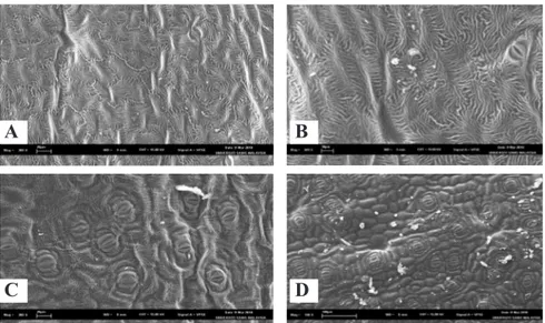 Figure 2. Scanning Electron Microscopy (SEM) micrographs showing leaf surface  morphology of H