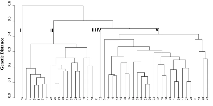 Figure 1.  Dendrogram of genetic dissimilarity based on root and vegetative parts descriptors, among 46 sweet potato accessions collected  from farms in the north of Rio de Janeiro state (dendrograma de dissimilaridade genética, com base em descritores rad
