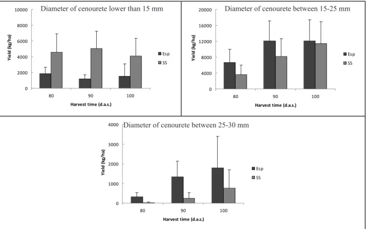 Figure 2. Yield of Cenourete ®   from carrot cultivar Esplanada (ESP) and SugarSnax 54 (SS) as influenced by harvest time when planted  at 12.5 cm line spacing