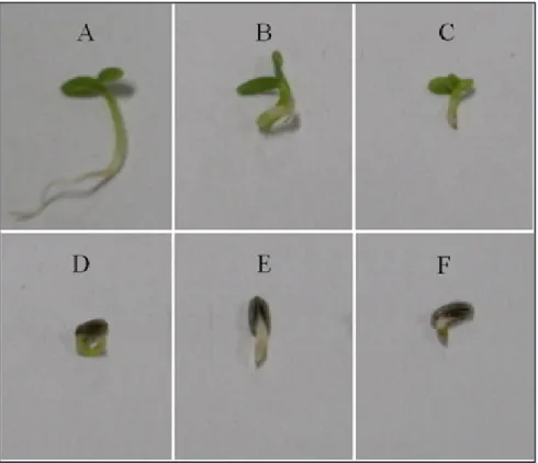 Figure 3.  Accumulated germination of daisy seeds exposed to constant temperatures of 20, 