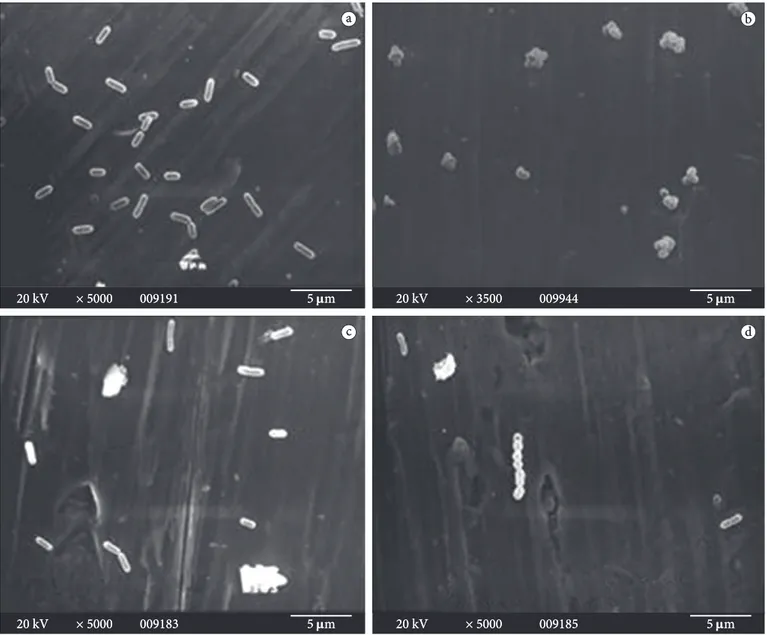 Figure 3. Scanning electron micrographics showing biofilm formation by a) pure culture of L