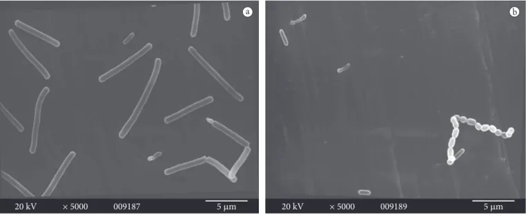 Figure 4. Scanning electron micrographics showing biofilm formation by a) co-culture of L