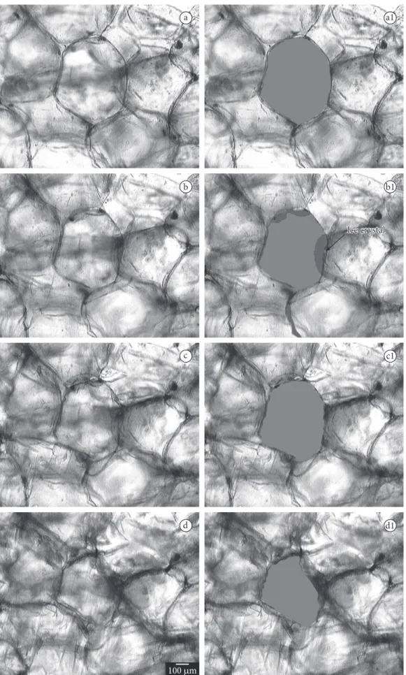 Figure 6. Photomicrographs of the strawberries treated with concentration of 0%  pectin, 6% calcium chloride and a pressure of 16.6 kPa,  a) being 0; b) 1; c) 2 and d) 3 minutes aft er the onset of freezing