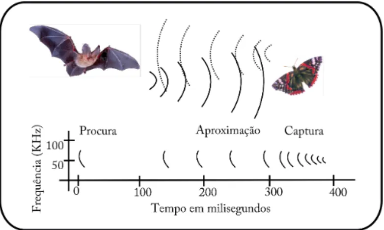 Figura 3.1: Morcego a perseguir uma presa.