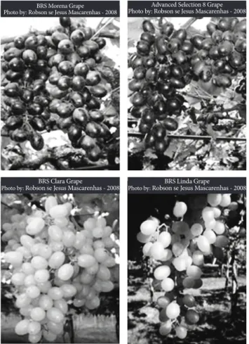 Table 1. Physical characteristics of apirenic fine table grapes produced in the Sub-medium São Francisco River Valley, Semi-arid Region of  Brazilian Northeast, season May/2008.