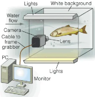Figura 2.8 – Representa¸ c˜ ao de uma forma de recolher e analisar imagens de peixes