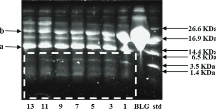 Figure 3. Peptide concentration of commercial fermented milk during  13 days of refrigerated storage (HPLC).