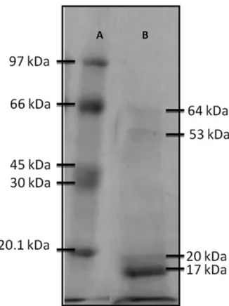 Figure 3. Electrophoretic profile of the enzyme obtained from the latex  of quixaba. “A” = bands formed by protein standards and “B” = bands  formed by proteins from the quixaba latex.