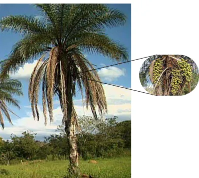 Figura 3.7 - Palmeira de macaúba e em destaque o cacho de onde serão extraídas  as fibras utilizadas neste trabalho [adaptado de [26]]