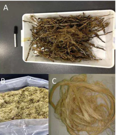 Figura 4.1  –  Fibras estudadas como recebidas (a) cachos (ráquis) da macaúba (b)  folhas de gravatá desfibriladas pela Embrapa Pantanal (c) fibras das folhas do curauá