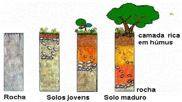 Figura 3 - Processo de formação dos solos  Fonte: Martins (2001) 