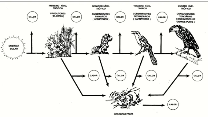 Figura 8: Cadeia alimentar. As setas indicam como a energia química contida nos alimentos passa através dos  diferentes níveis tróficos (in Carapeto, 1994:81) 