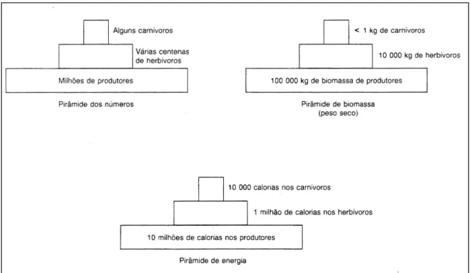 Figura 9: Pirâmides Ecológicas (in Carapeto, 1994: 90). 