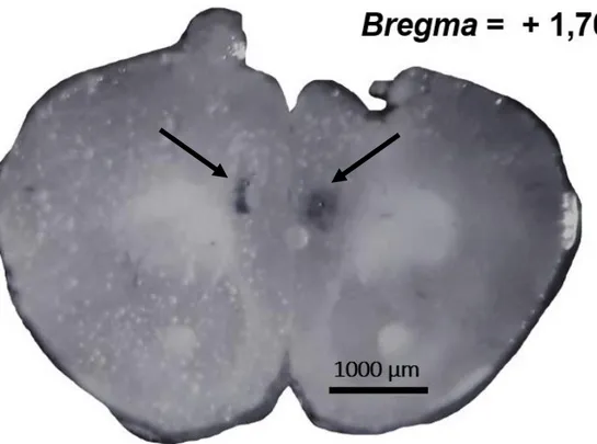 Figura  6  -  Fotomicrografia  representativa  dos  sítios  (setas)  de  microinjeção  no  CPFm  de  camundongos  (PAXINOS;  FRANKLIN,  2001)