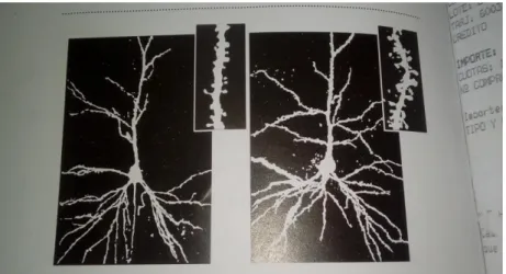 Foto 3 -Mudanças nos Neurônios Piramidal do Estudo Citado (Fonte: RATAZZI, 2013) 