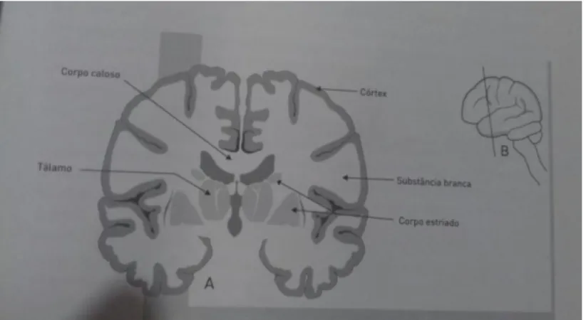 Figura 05: Conhecendo o Cérebro (Fonte: Cosenza; Guerra, 2011, p.16) 