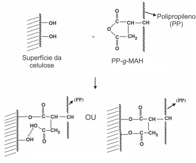 Figura  2.6  -  Possíveis  reações  de  esterificação  e  ligações  de  hidrogênio  na  região  de  interface  entre  fibra  de  celulose  (Hidroxilas  – OH)  e  polipropileno  enxertado com anidrido maleico (PP-g-MAH)[43]