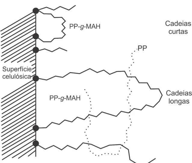 Figura  2.7  -  Possíveis  pontos  de  ligação  química  entre  PP-g-MAH  e  fibra  celulósica [42]