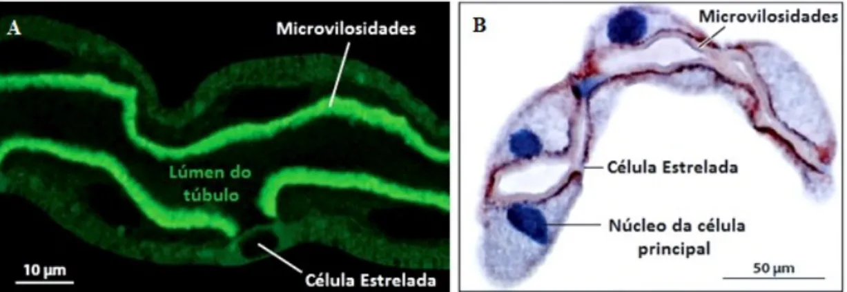 Figura 1: Tipos celulares que constituem a parede dos túbulos de Malpighi. A. Túbulos de Drosophila