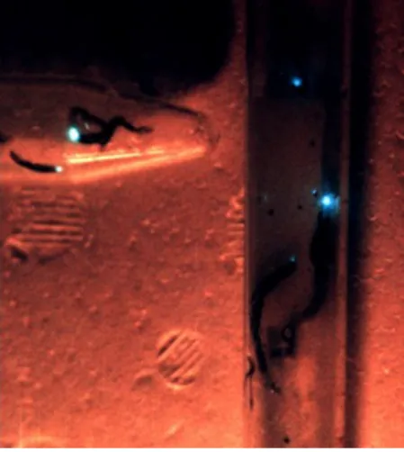Figura  3:  Bioluminescência  emitida  por  larvas  de  Arachnocampa  luminosa,  onde  as  lanternas  são  derivadas dos túbulos de Malpighi