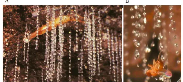 Figura 7: Fotografias do teto de uma caverna, mostrando (A) larva de Arachnocampa luminosa em suas  teias viscosas e (B) um pequeno inseto voador preso nessas teias